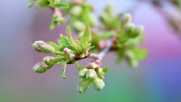 Fiori di ciliegio germogliante macro shot — Video Stock