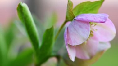 Pembe Yunan çiçeği, Helleborus niger
