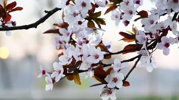 朝の桜 — ストック動画