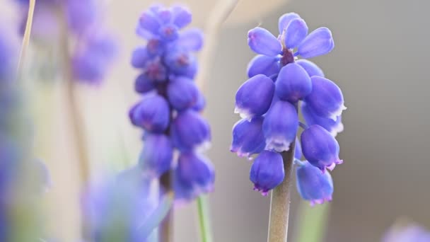 Detailní záběr na modré květy Muscari. — Stock video