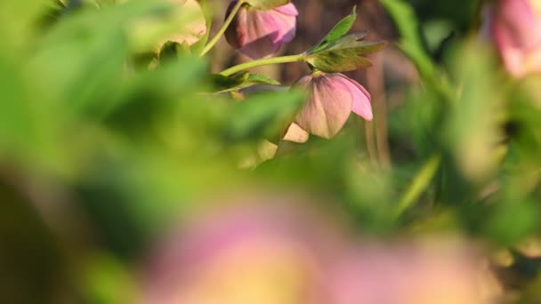 Rózsaszín Hellebore virág, Helleborus niger — Stock videók