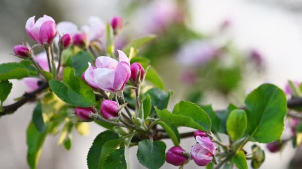 Flor de manzana rosa y blanca — Vídeos de Stock