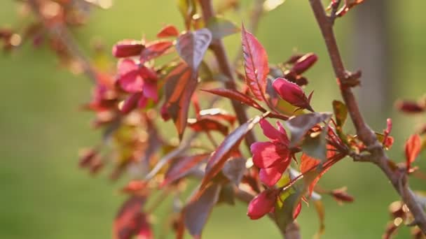 Flores vermelhas ramo da árvore da maçã — Vídeo de Stock