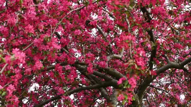 Rode bloesem op appelboom — Stockvideo