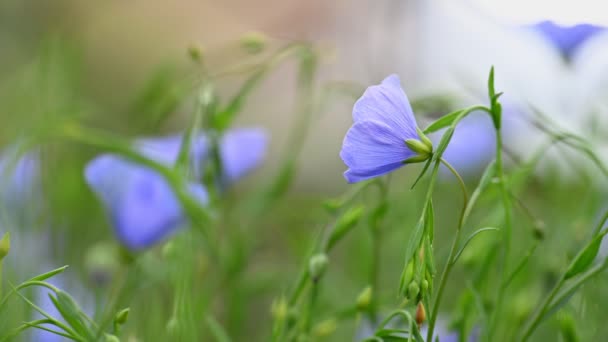 Blå blommor växter lin blommar — Stockvideo
