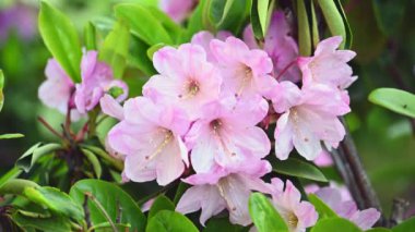 Güzel pembe Azaleas Rhododendron çiçekleri