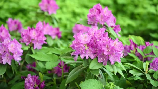 Gyönyörű lila azáleák rododendron virágok — Stock videók