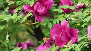 Çiçekli ağaç şakayığı Peeonia 'nın oy hakkı var.