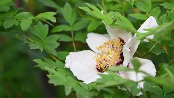 Kwitnące drzewo piwonia Paeonia rockii — Wideo stockowe