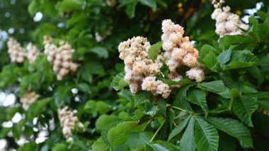 Kestane rengine yakın plan.