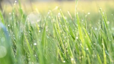 Sabah çiğ ile yeşil çimen