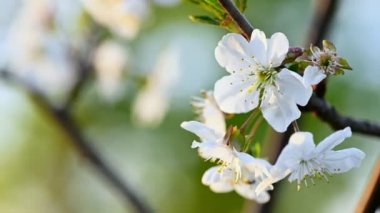 Beyaz bahar çiçekleri doğal arka plan