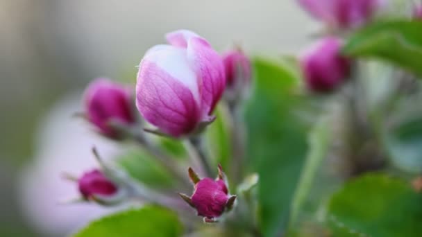 Rosa och vita äppelblommor — Stockvideo