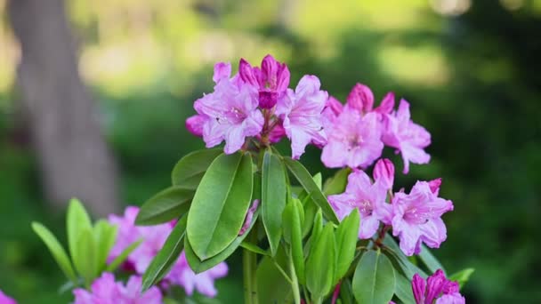 Güzel mor Azaleas Rhododendron çiçekleri — Stok video