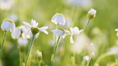 Papatya çiçeği çayırını kapatın