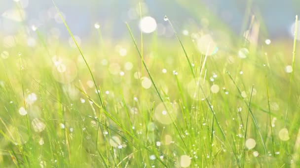 朝露と緑の草 — ストック動画
