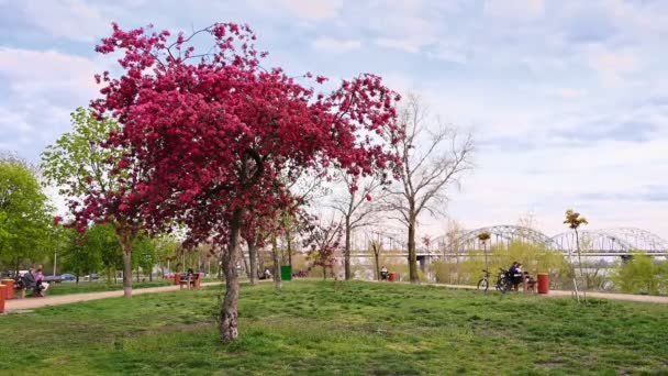 Roter Blütenbaum im Park — Stockvideo