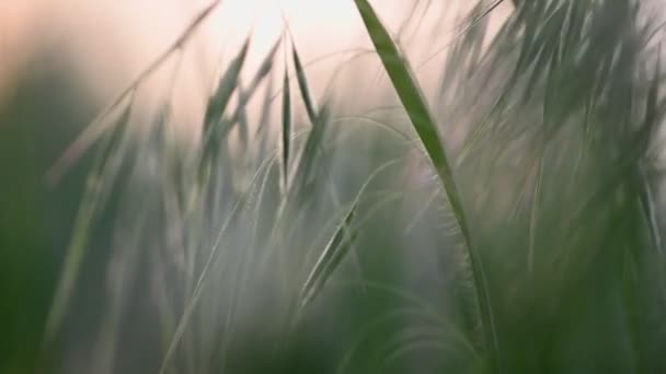 Spica en el fondo del atardecer — Vídeo de stock