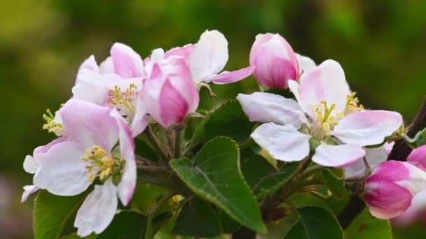 Flor de manzana rosa y blanca — Vídeos de Stock
