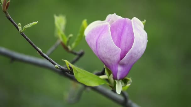 Magnolia blossom on tree branch — Stock Video