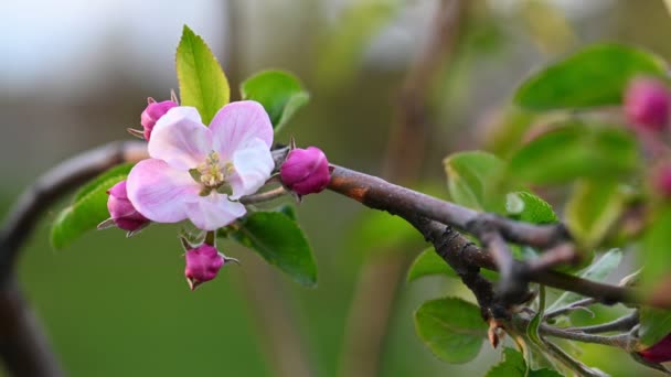 Flor rosa sobre manzano — Vídeos de Stock