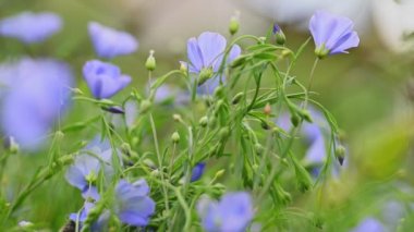 Mavi çiçekler, keten çiçekleri.