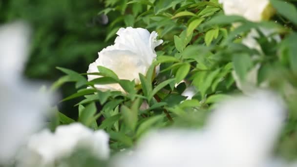 Peônia arbórea florescente Paeonia rockii — Vídeo de Stock