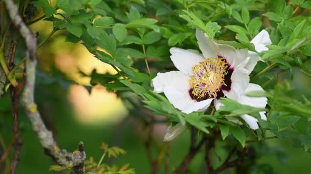 Bloeiende boompioenroos Paeonia rockii — Stockvideo