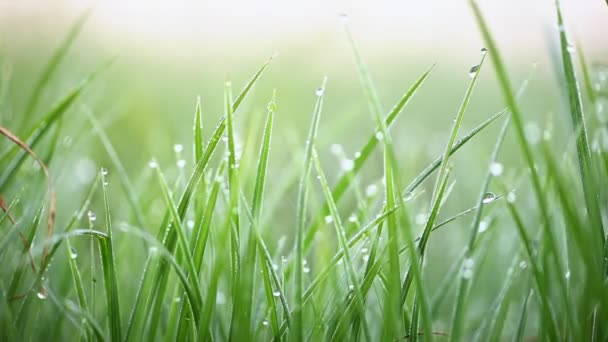 Hierba verde con rocío matutino — Vídeo de stock