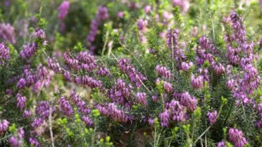 Çiçekler, çiçekli bahar çayırları.