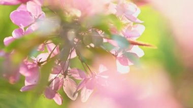 Asya yaban elması ağacı çiçeği.