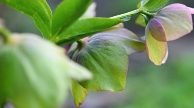 Pembe Yunan çiçeği, Helleborus niger
