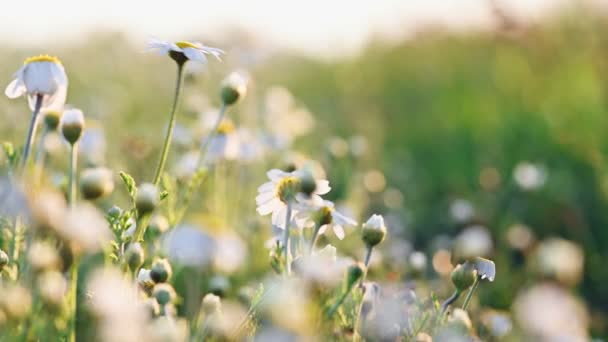 Manzanilla flores prado de cerca — Vídeos de Stock