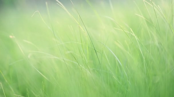 Frisches grünes Gras wächst im Freien — Stockvideo