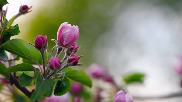 Flor de manzana rosa y blanca — Vídeos de Stock