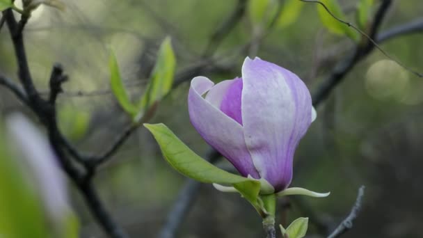 Magnoliablom på trädgren — Stockvideo