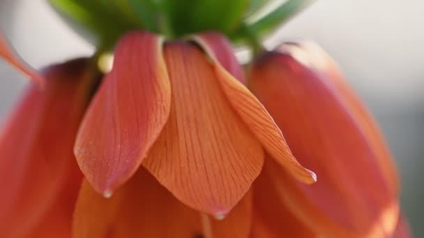 Couronne impériale Pâques fleur de lis