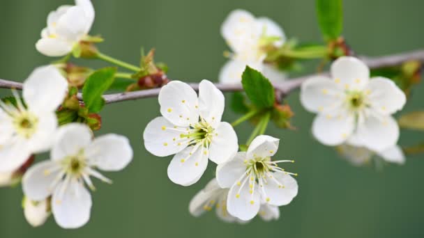 Blossoming cherry tree branch background — Stock Video