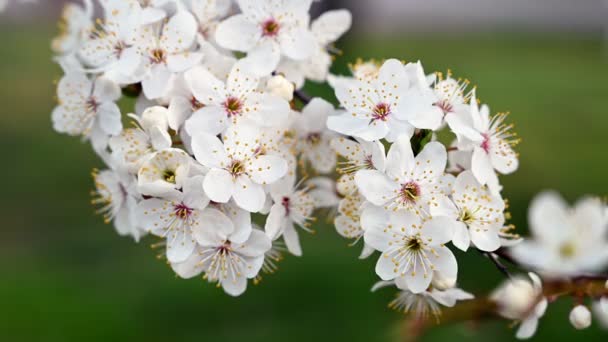 Blossoming cherry tree branch background — Stock Video