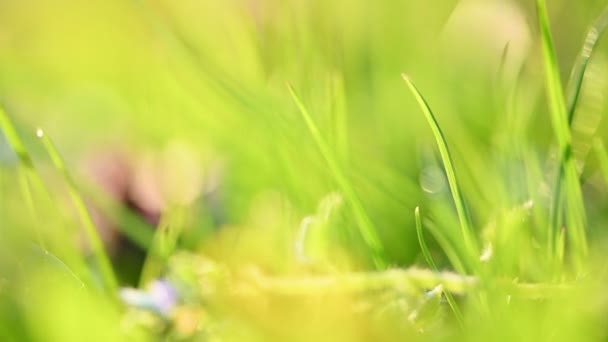 Primavera hierba y flores fondo — Vídeos de Stock