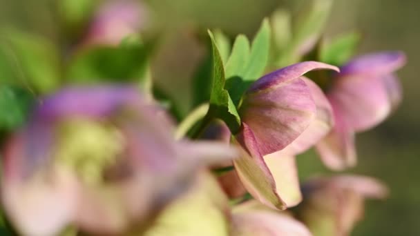 Flor de heléboro rosa, Helleborus niger — Vídeo de Stock