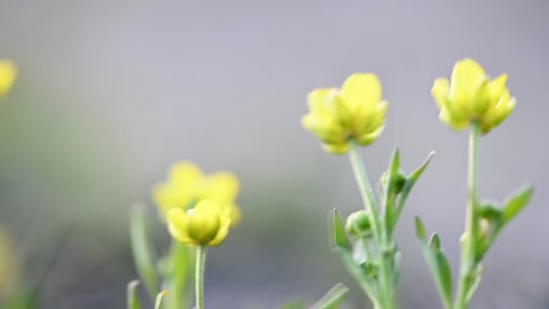 Żółty kwiat jaskry wiosną — Wideo stockowe