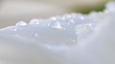 Beyaz yapraklara çiy damlaları düşer.