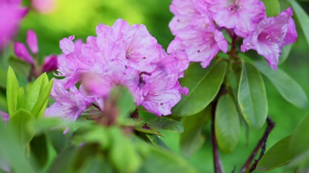 Güzel mor Azaleas Rhododendron çiçekleri — Stok video