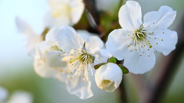 Weiße Frühlingsblüte natürlicher Hintergrund — Stockvideo