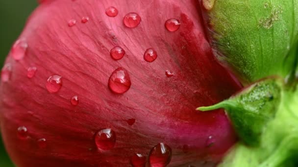 Gouttes de rosée sur pétale rouge — Video