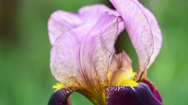 Purple Iris in bloom background — Stock Video