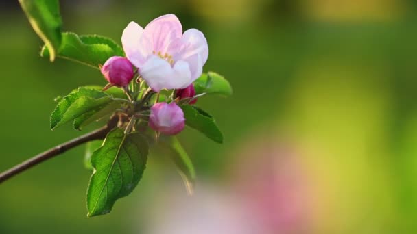 Rosa und weiße Apfelblüte — Stockvideo