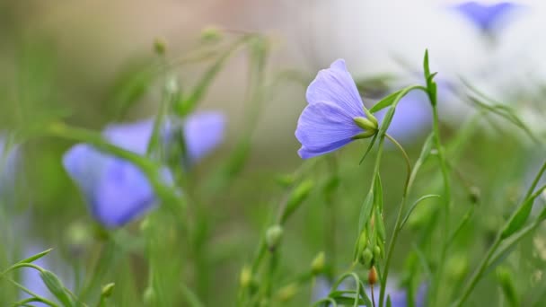 Blå blommor växter lin blommar — Stockvideo