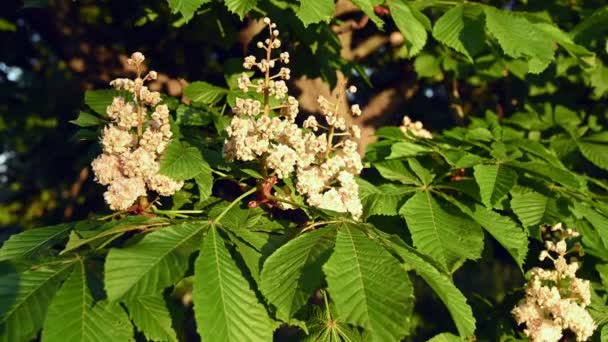 栗子花序的特写 — 图库视频影像